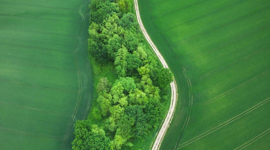Aerial view of wheat field
