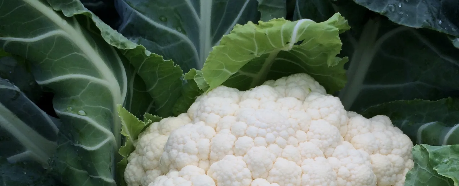 Cauliflower crop nutrition programmes